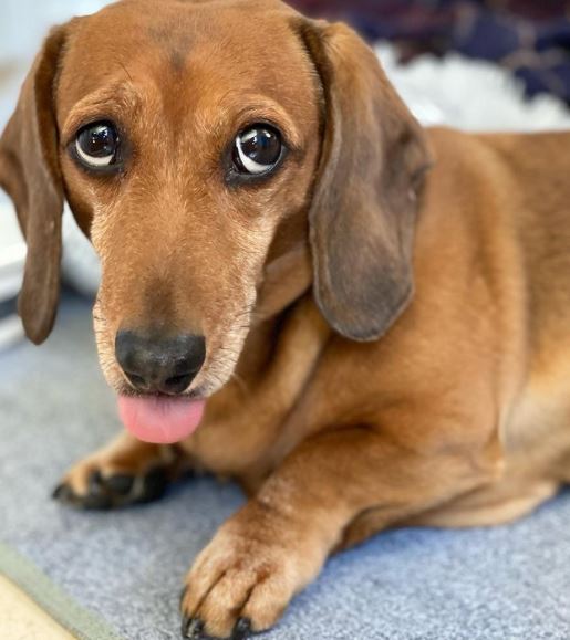 Ranked Top 5 Cutest Dachshunds Endless Awesome